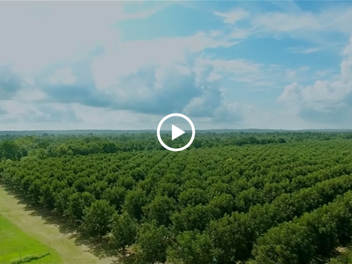 安(an)徽省農業産(chan)業化龍頭齊(qi)業20強